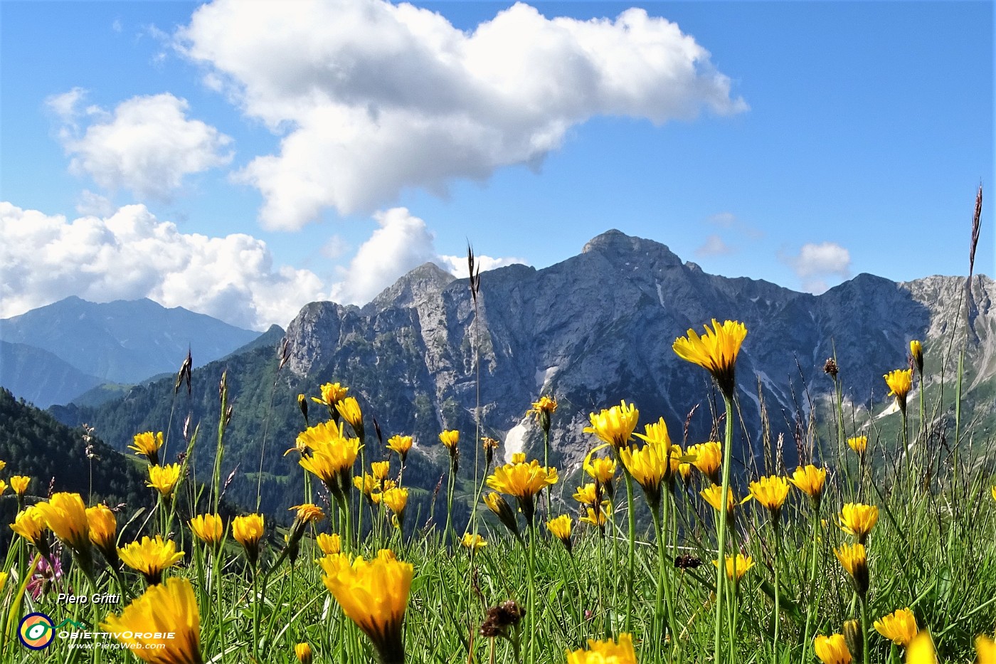 27 Fiori gialli per il roccioso grigio Pegherolo.JPG